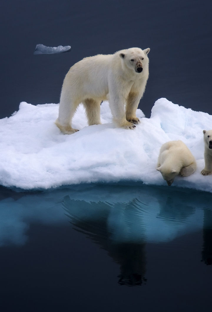 spitsbergen polar bear and cubs db