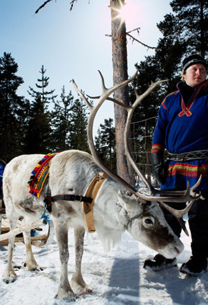 sweden lapland icehotel reindeer