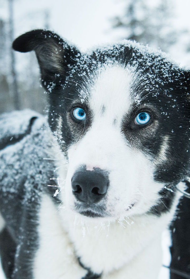 swedish lapland icehotel blue eyed husky gte