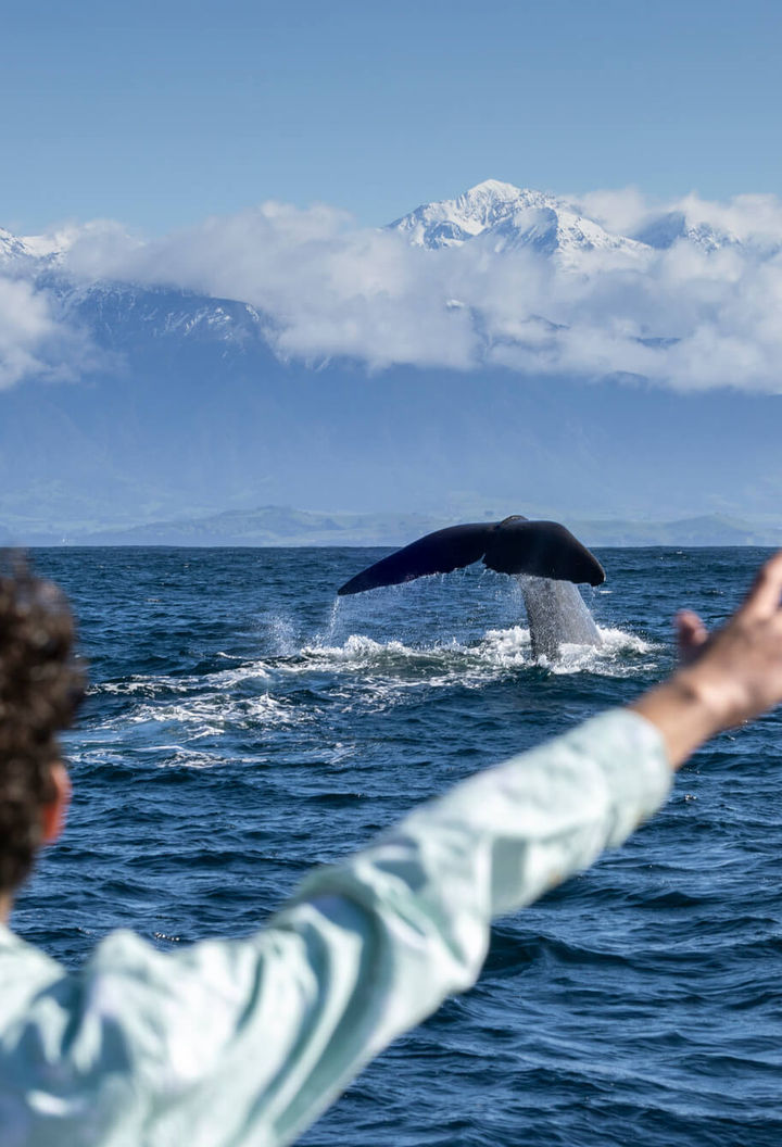 new-zealand-whale-watching-off-kaikoura-tnz