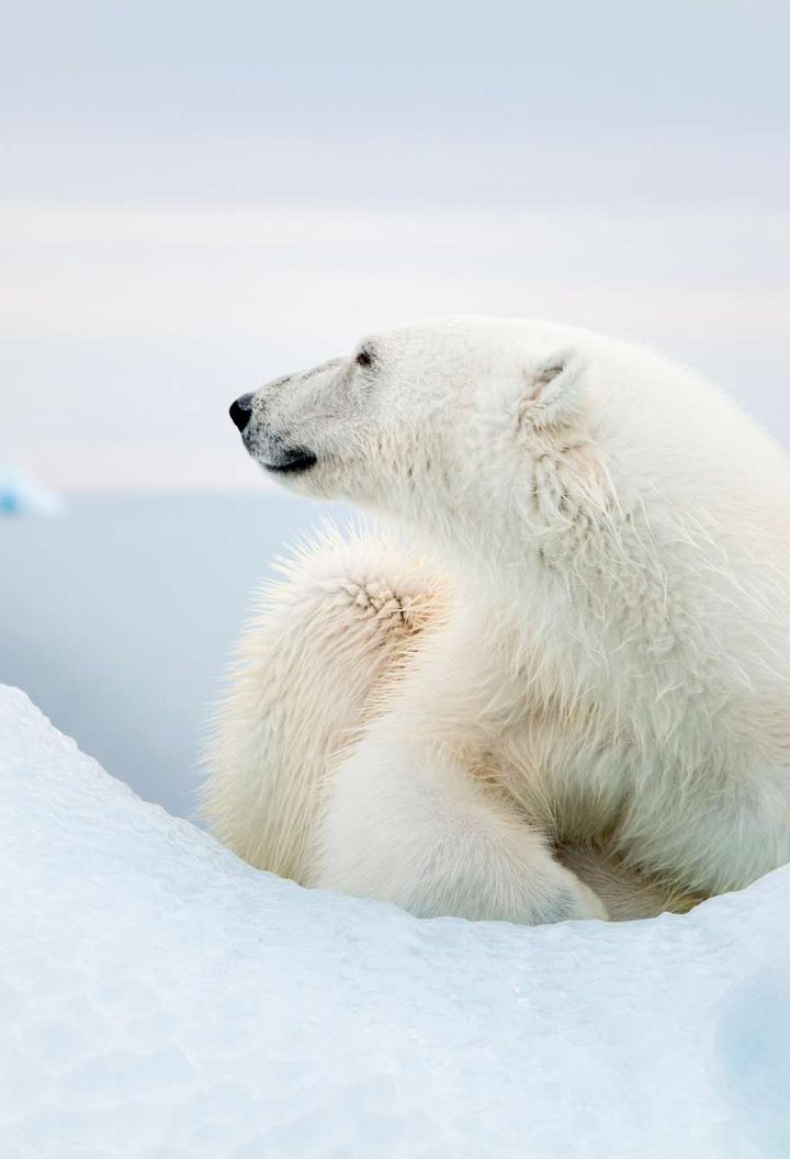 spitsbergen-polar-bear-lying-on-sea-ice-istk