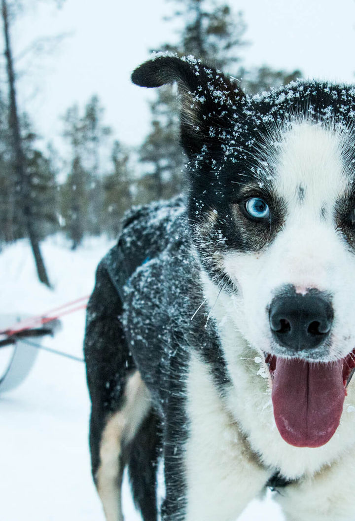 swedish-lapland-husky-face-off-gt