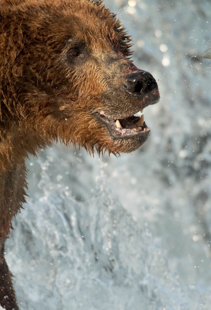 alaska-brooks-falls-brown-bear-catching-salmon-is