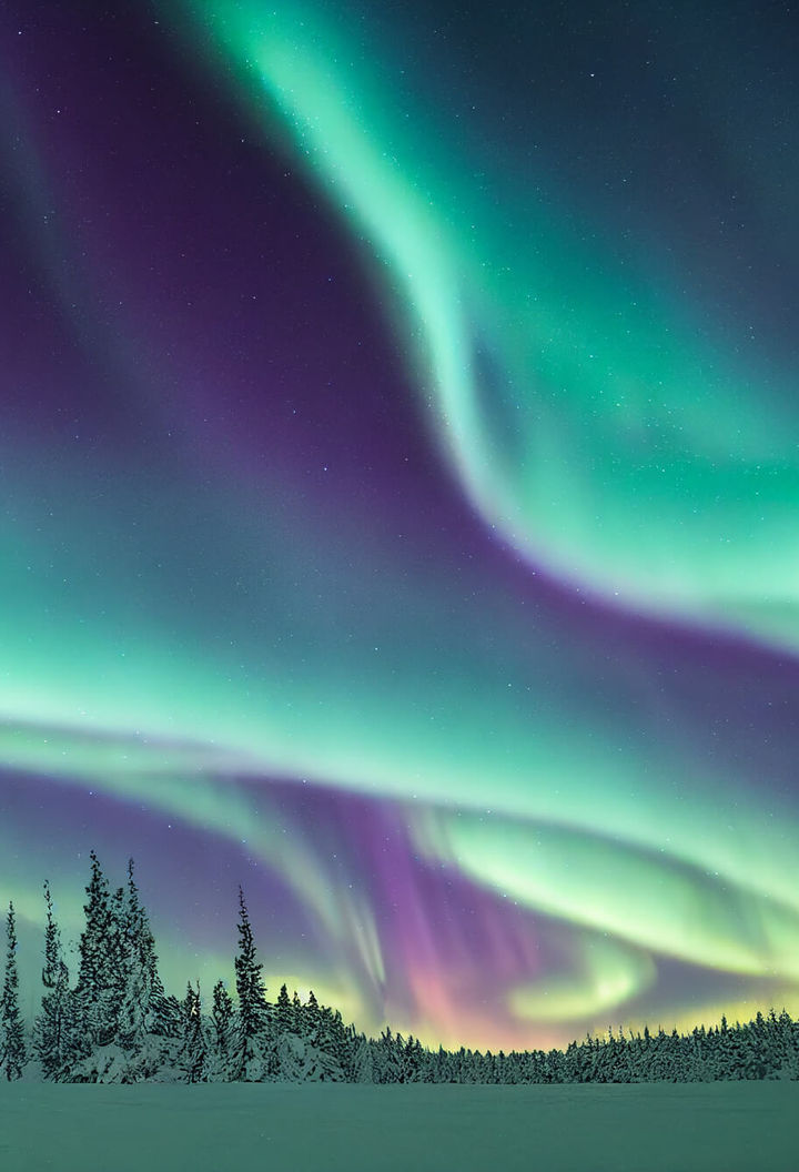 Swirling shaped aurora in colours of green and purple over a winter forest in Lapland
