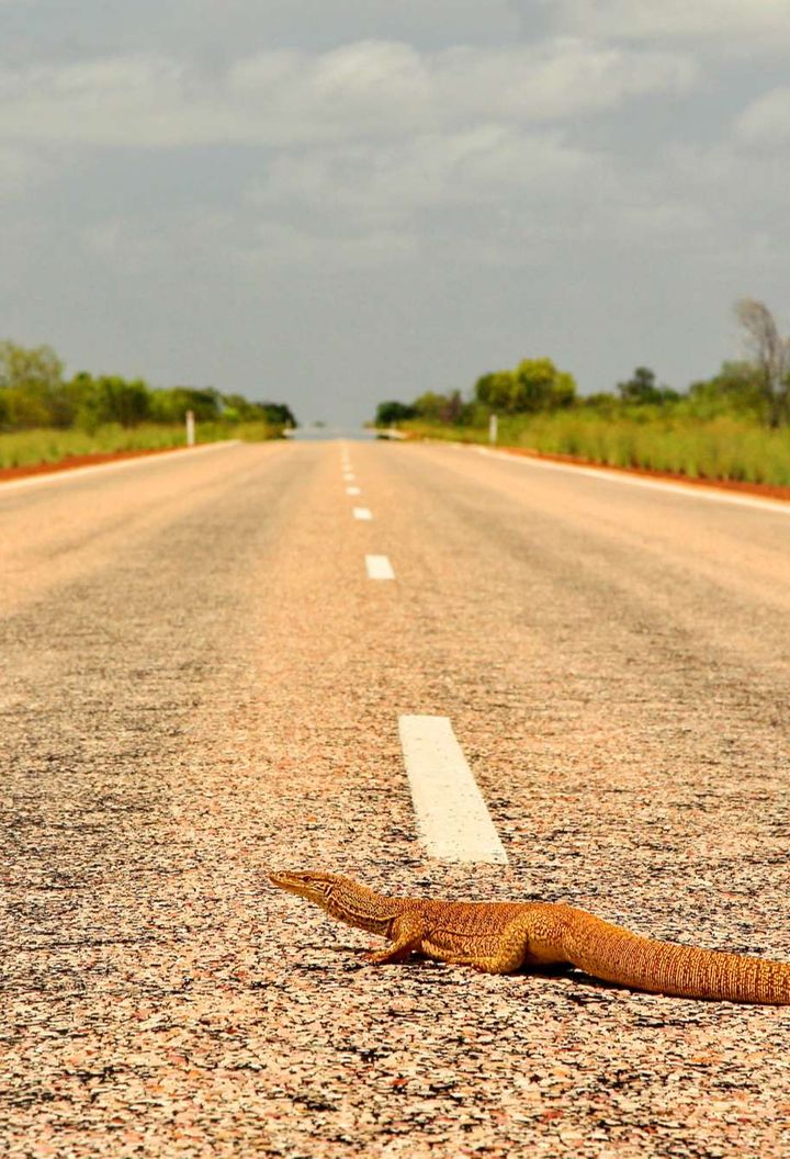 australia-goanna-crossing-open-road-istk