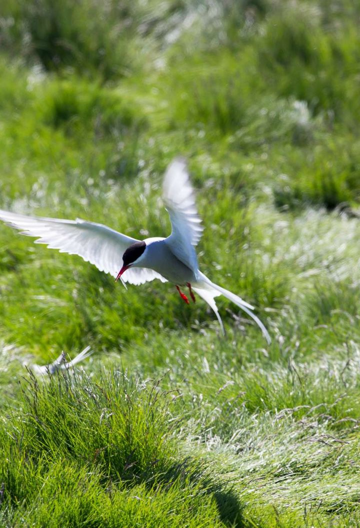 iceland-birdlife-arctic-tern-wg