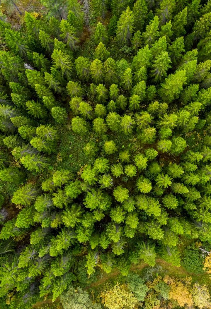 iceland-east-fjords-hallormsstadur-forest-drone-view-rth