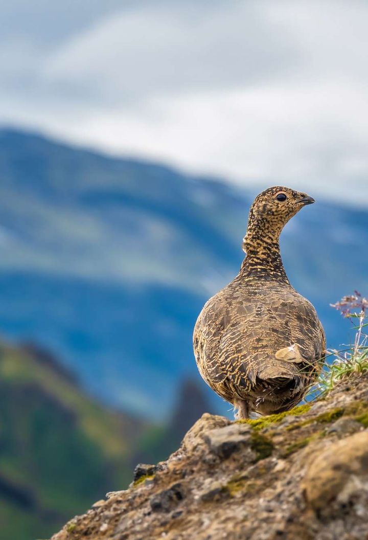 iceland-rock-ptarmigan-thorsmork-istk