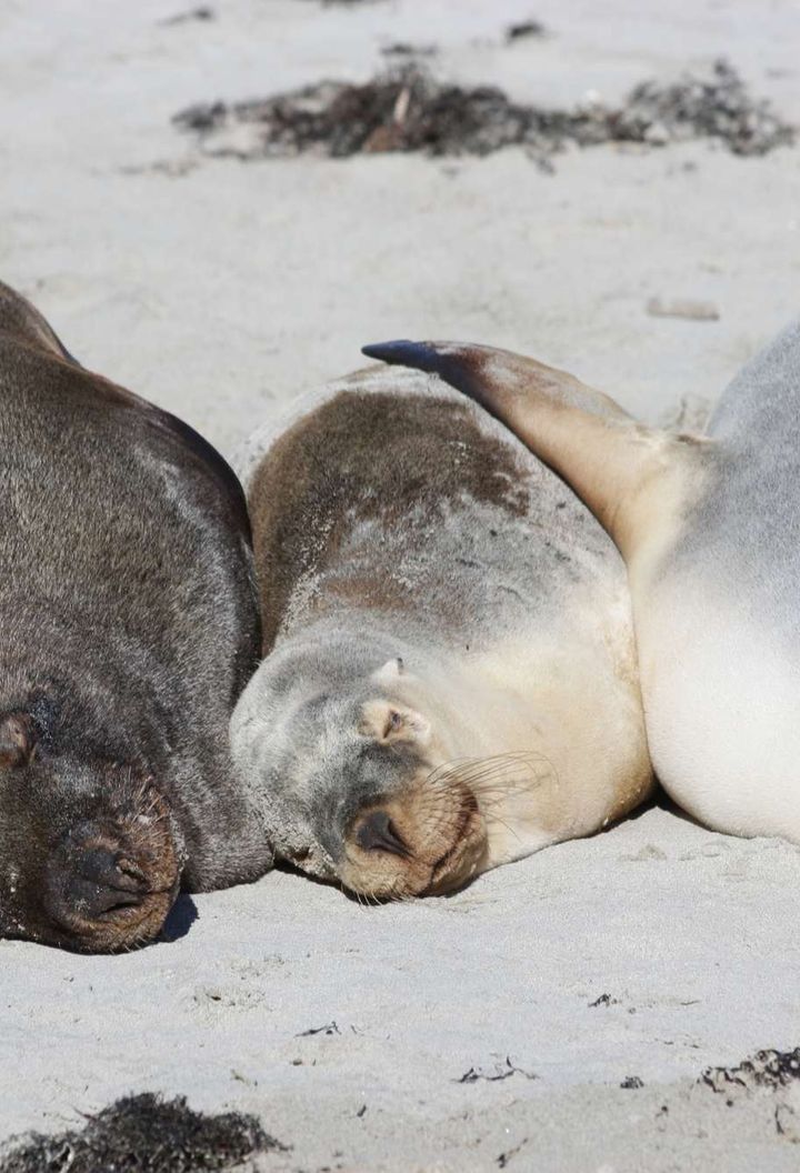 south-australia-kangaroo-island-fur-seals-kiwt