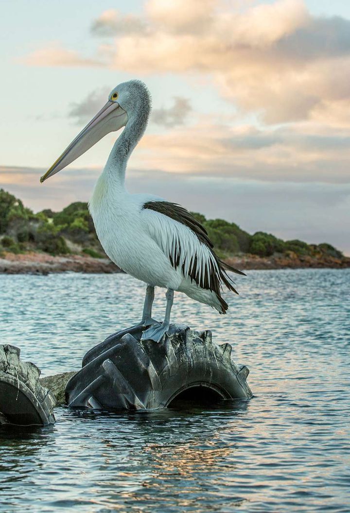 south-australia-kangaroo-island-pelican-at-emu-bay-satb