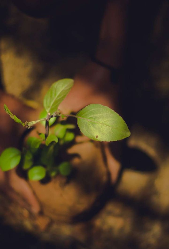 tree-planting