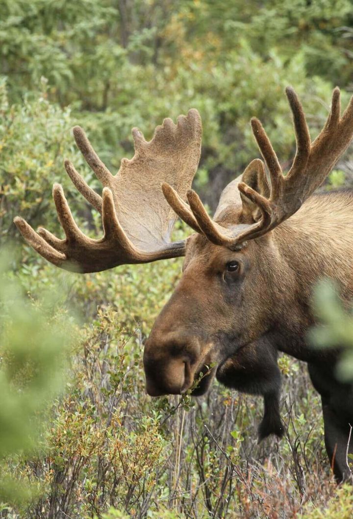 wildlife-bull-moose-with-antlers-astk