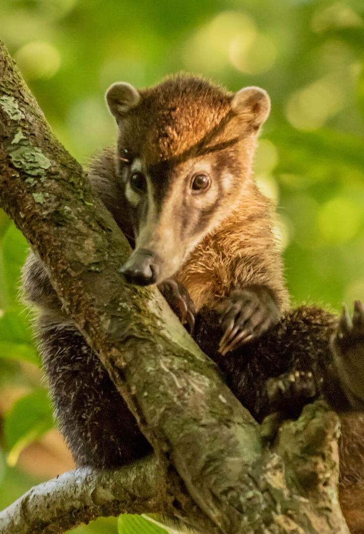 costa-rica-coati-in-tree-wildlife-osa