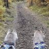 Hiking with Huskies