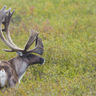 alaska denali wildlife caribou atia