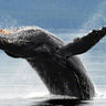 alaska south kenai fjords humpback whale aat