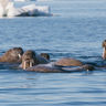 arctic franz josef land walrus in sea psdn