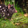 australia tasmania spotted tail quoll tt