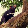 australia tasmanian devil climbing tree istk