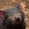 australia tasmanian devil istk