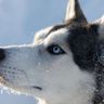 blue eyed husky sled dog istk