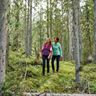 east finland forest trail near hotel kalevala