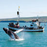 iceland north east husavik whale watching rth