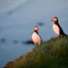 iceland north puffins midnight sun st