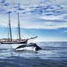 iceland whale watching aboard electric schooner opal ns