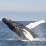 iceland wildlife humpback whale rth