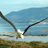 new zealand dunedin albatross td