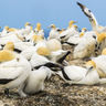 new zealand hawkes bay cape kidnappers gannet colony istk