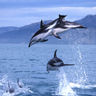 new zealand kaikoura dolph en