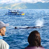 new zealand kaikoura whale watch tnz