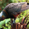 new zealand southland wildlife kaka vs