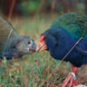 new zealand wildlife takahe tnz