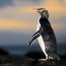 new zealand wildlife yellow eyed penguin tnz