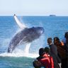 north iceland husavik humpback whale breaching ns