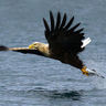 norway sea eagle safari