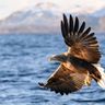 norway white tailed eagle in flight iskt