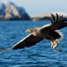 norway white tailed sea eagle istk