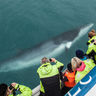 reykjavik whale watching minke st