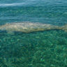 western australia dugong twa