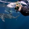 Swimming with whale sharks, NIngaloo, Western Australia