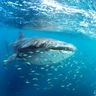 australia whale shark swimming through school of fish istk